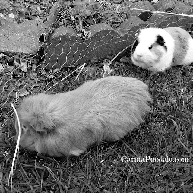 Guinea Pigs eating grass