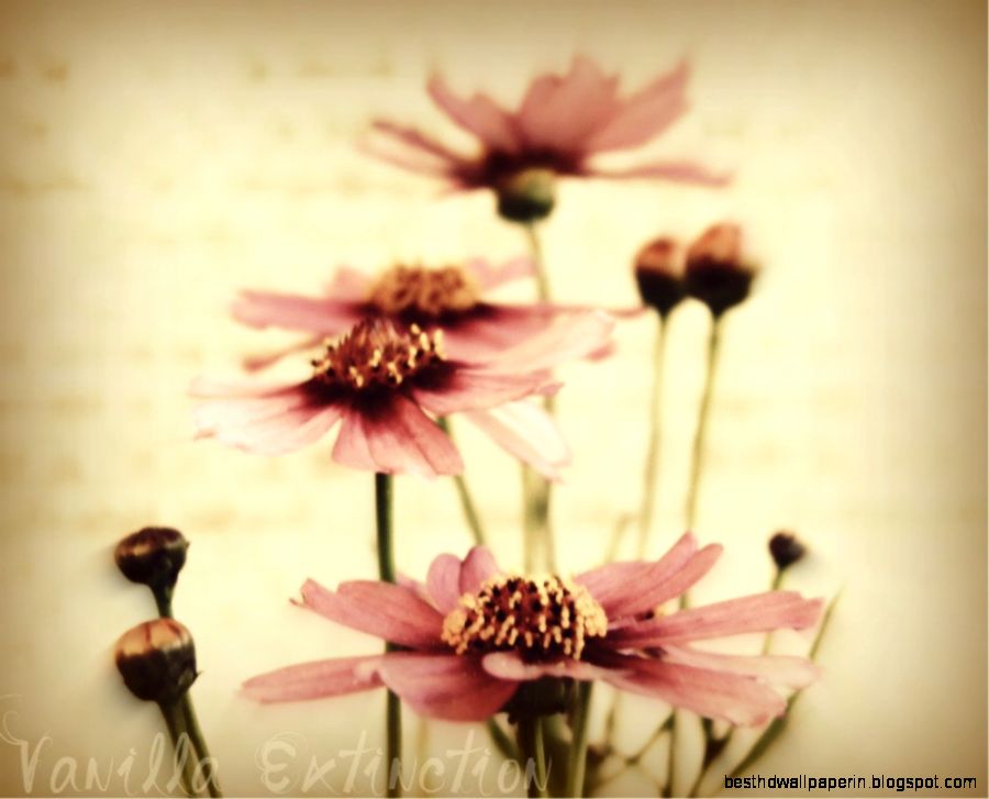 Popular items for pink peach flowers on Etsy