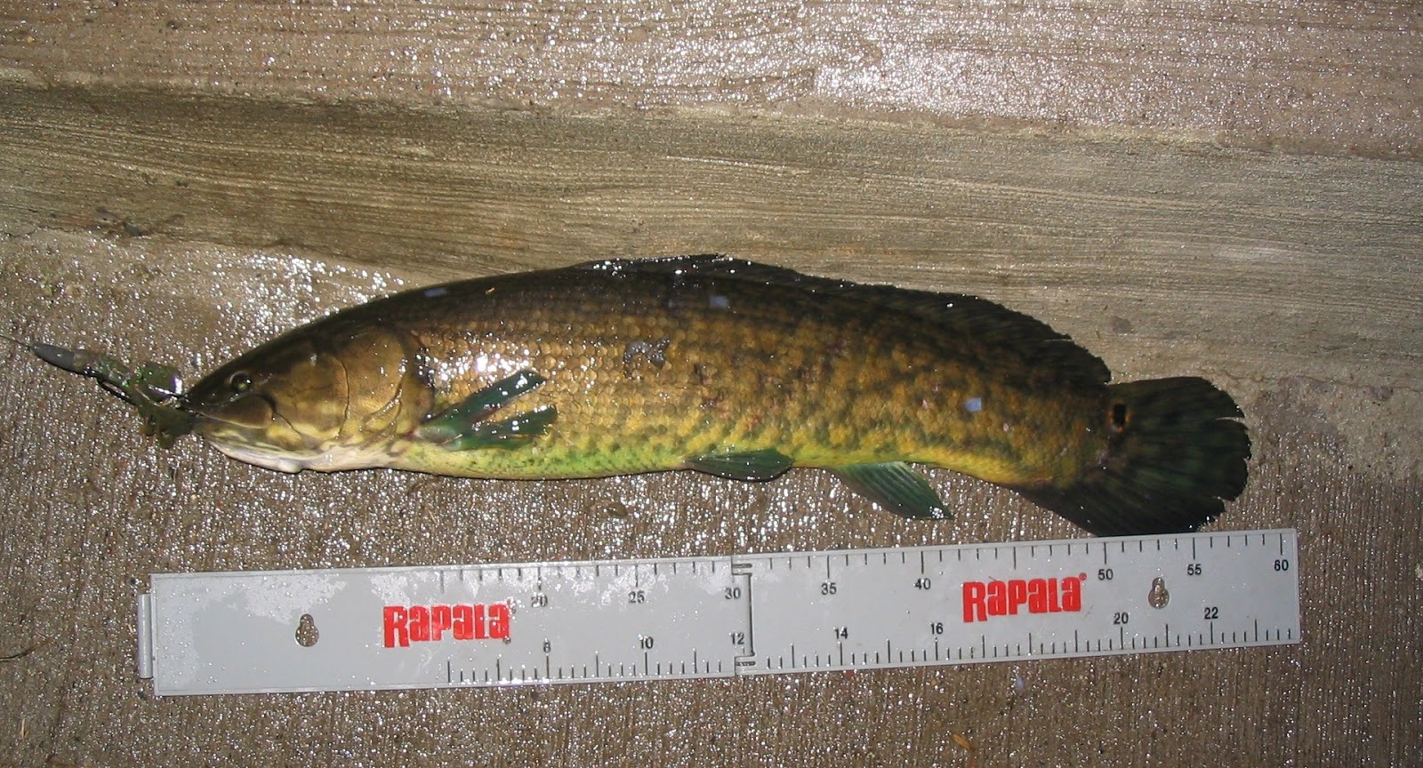 Minnesota Bowfin Club
 Water Dog Freshwater Fish