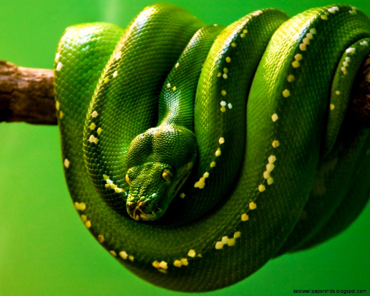 Green Tree Python