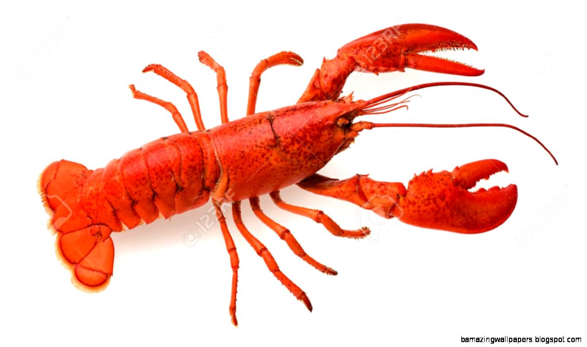 A Red Lobster On A White Background Stock Photo Picture And