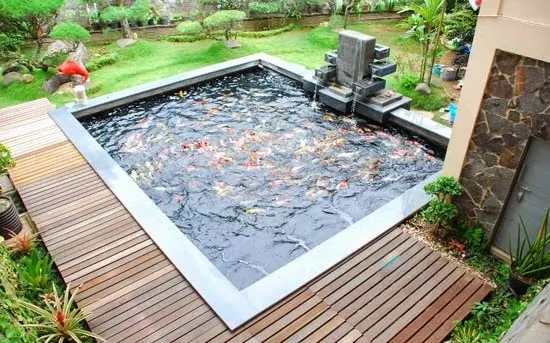 model desain kolam ikan hias depan rumah - Budidaya ikan hias
