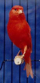 Burung Kenari Red Factor - Solusi Menangkarkan Burung Kenari - Mengenal Burung Kenari Red Factor