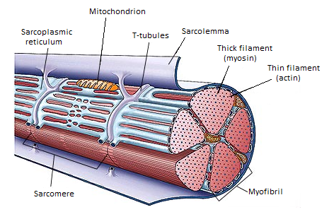 #121 Striated muscles | Biology Notes for A level