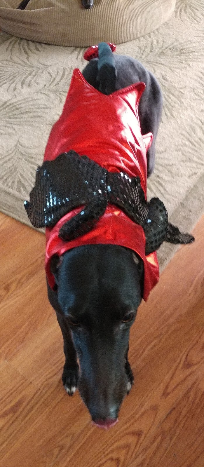 Greyt Expectations Greyhound Rescue Raven 10/15 Dressup