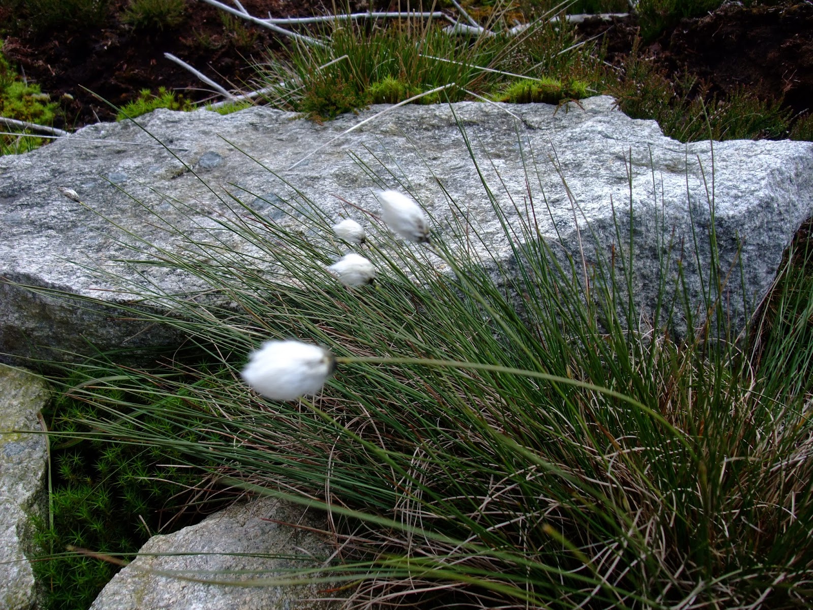 HERBAL PICNIC COTTON GRASS