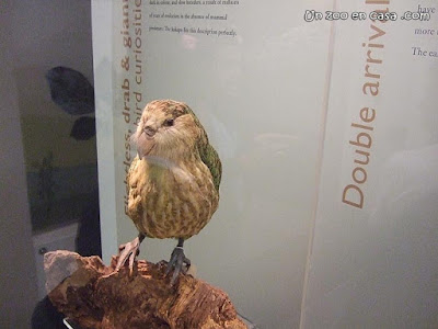 Kakapo en el museo de Auckland