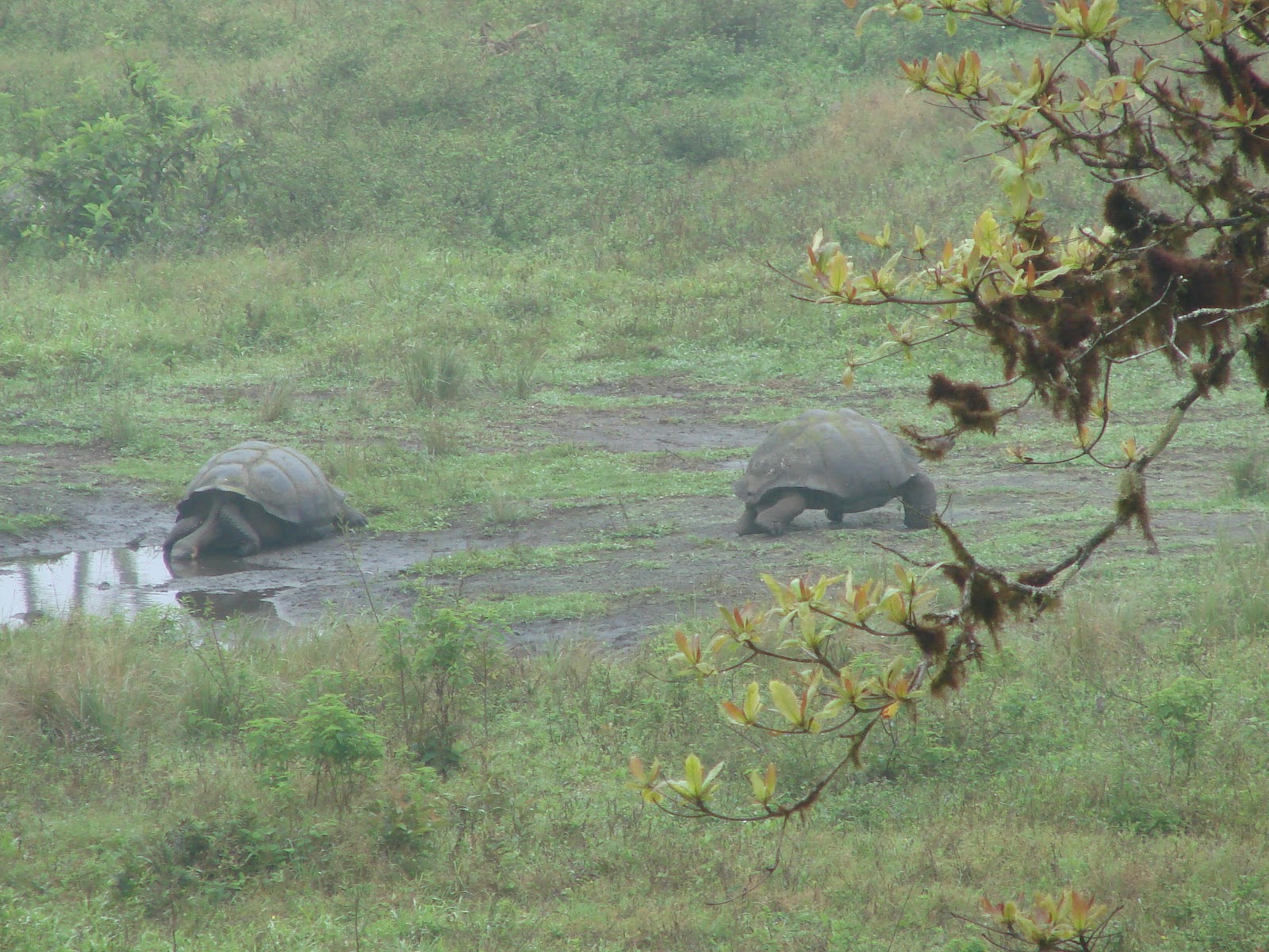 My Peruvian experience: Huge tortoises!