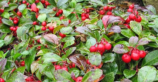 About Health: Wintergreen