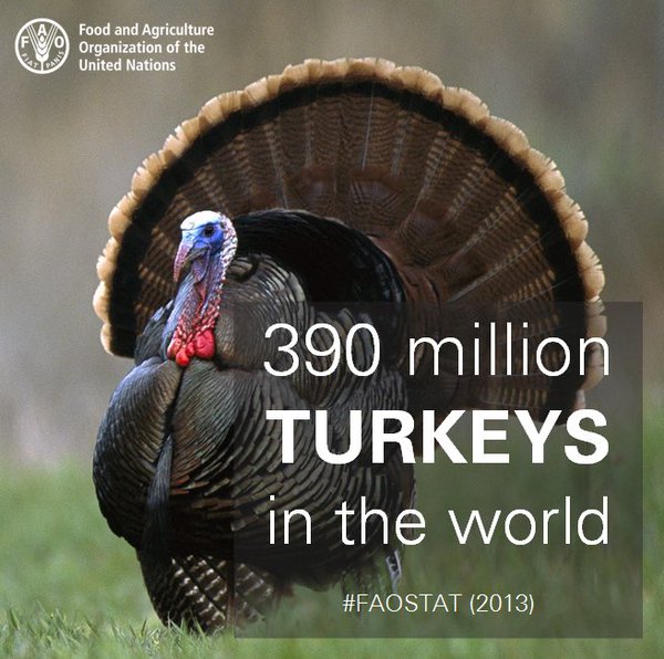 How Many Turkeys are there in the World? Big Picture Agriculture