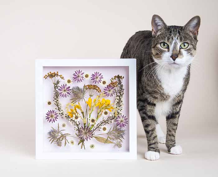 kurutulmuş çiçekten çerçeveli tablo yapımı kurutulmuş çiçekten tablo ve kedi