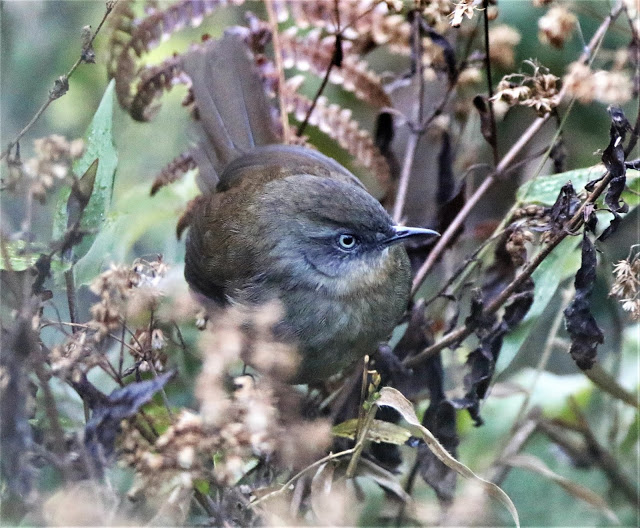 SRI LANKA