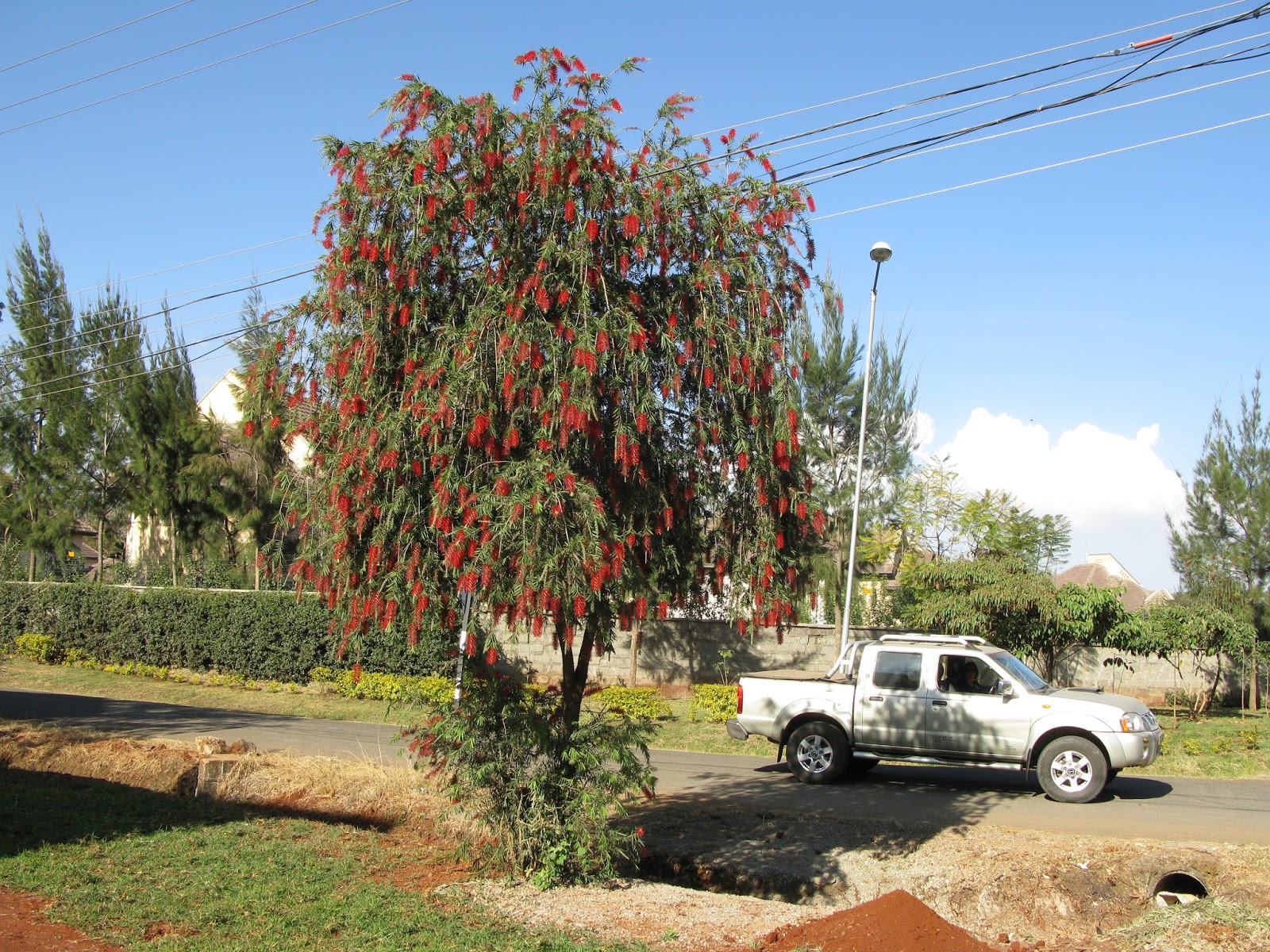 Love the Bottle Brush Trees Our Mission in Kenya