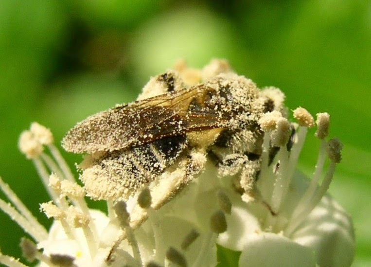 Pollinators Sticky Pollen