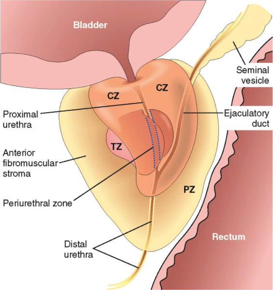 Natalie s Science Blog Prostate