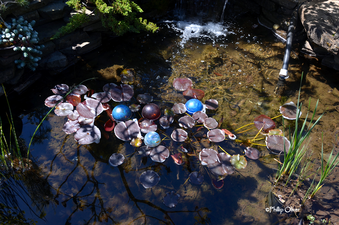 Open Gardens Bostwick garden