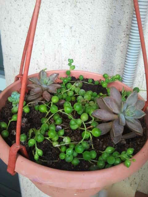 Sukulent,Sedum,Kaktüs&hellip;