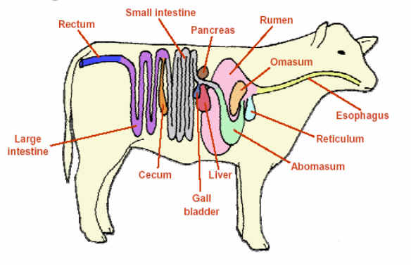 Tuliskan urutan saluran pencernaan pada hewan ruminansia