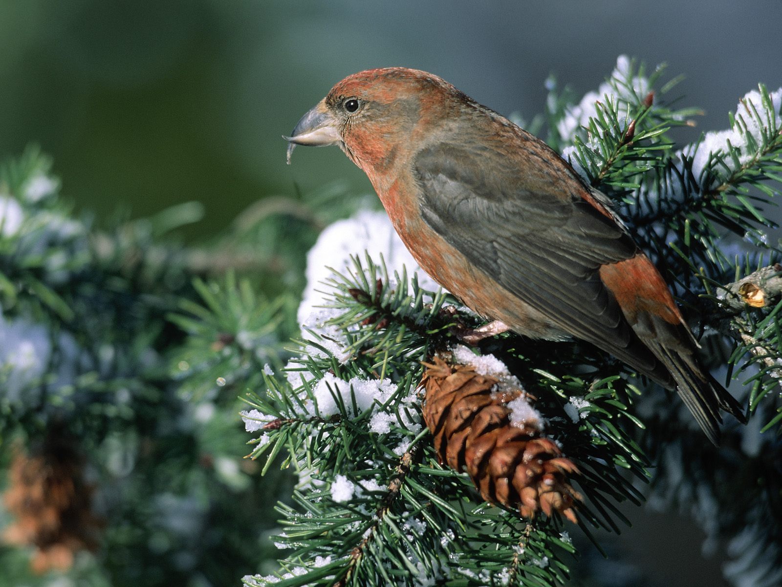Crossbill-Bird-Feeding-on-Fir-Cones.jpg