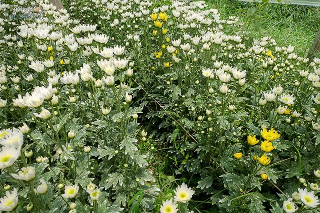 bahong flower field