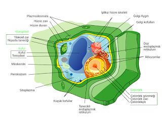 Tipik bir bitki hücresinin yapısı