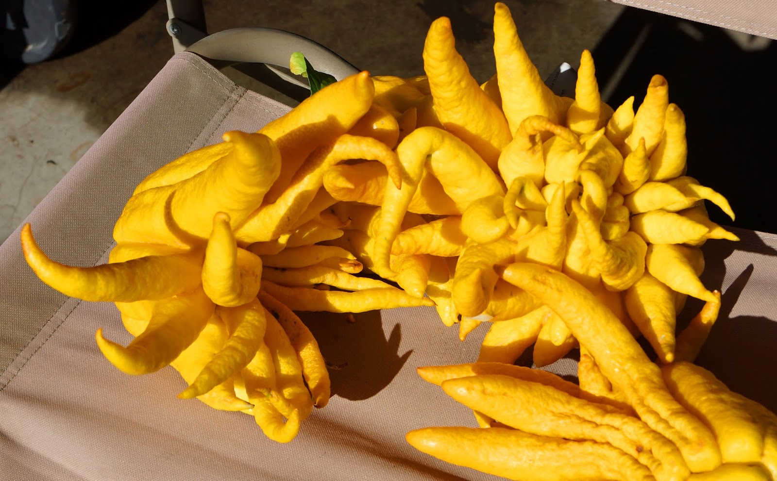 MAD MEAT GENIUS BUDDHA"S HAND CANDY