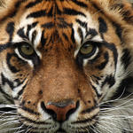 Scientific Classification of tiger | Wild India