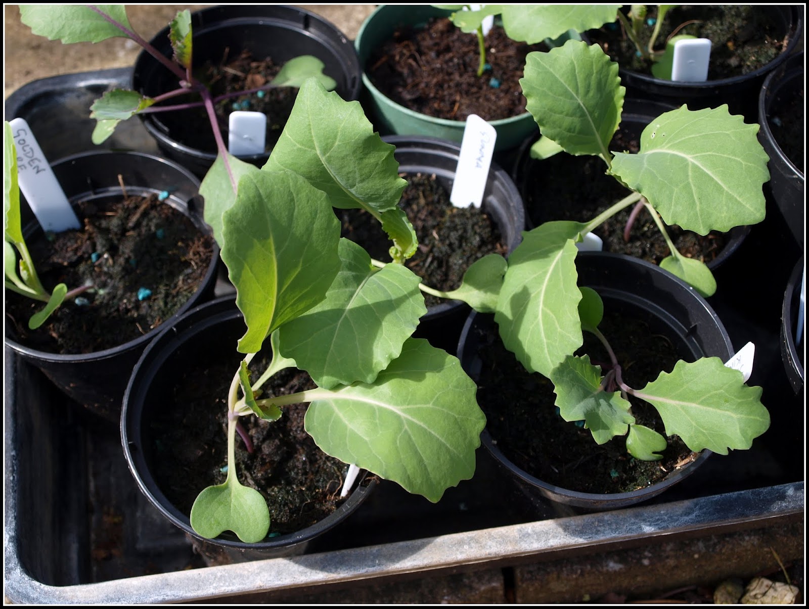 Mark's Veg Plot Time to plant out the Brassicas