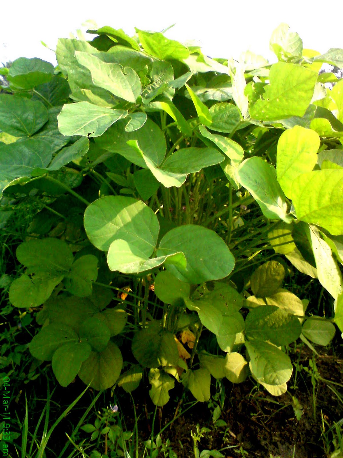 anything n anywhere soy bean plants