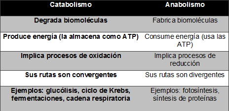 Ejemplos de vias catabolicas y anabolicas