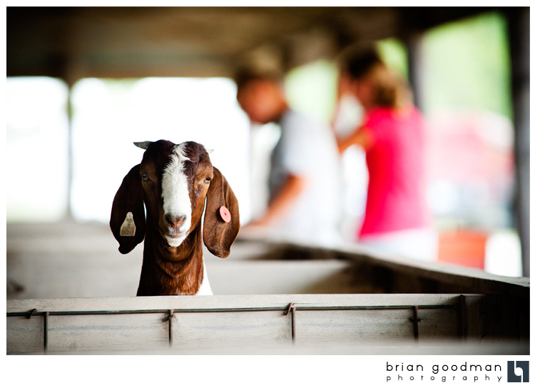 A Kansas Fair Affair Tri County Free Fair Herington, KS