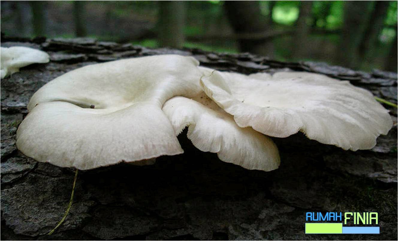 Ciri Ciri , Manfaat dan Cara budidaya penanaman jamur tiram Terbaik