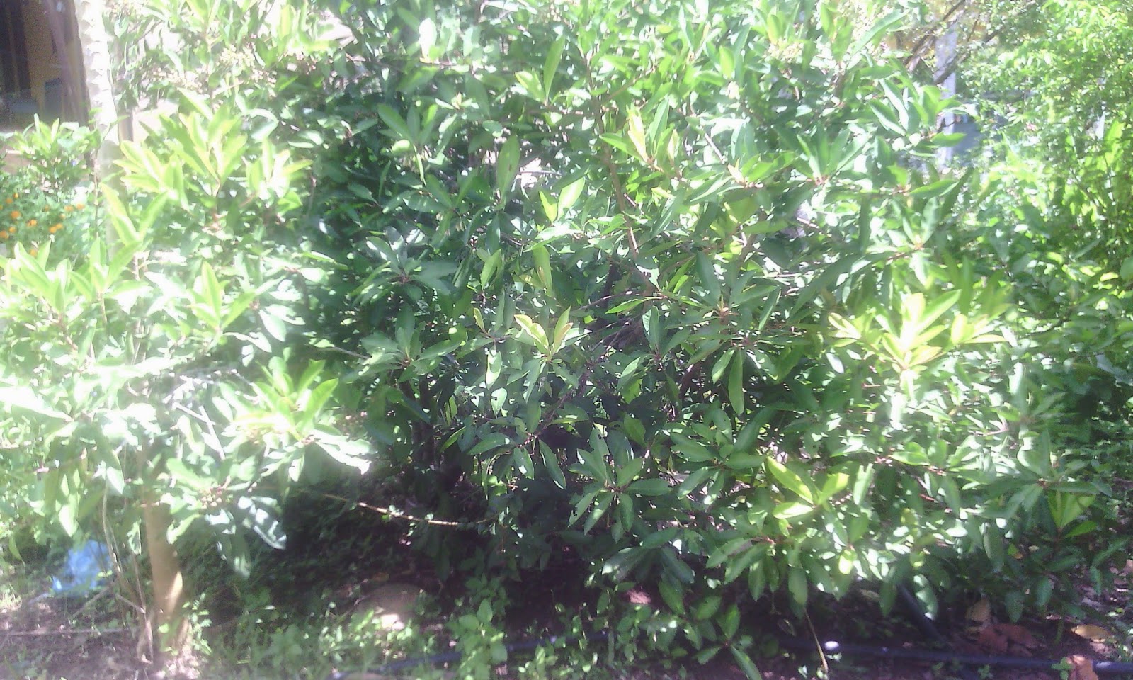 Cincau Ubat Darah Tinggi Kuching n