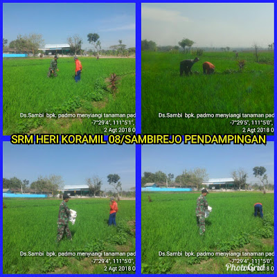 BABINSA BANTU PETANI MENYIANGI RUMPUT DI SAWAH