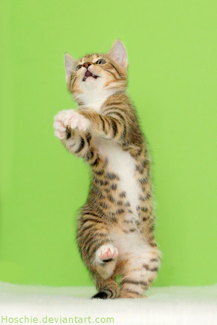 100+ Wallpaper Kucing Lucu dan Comel Kualitas HD - Kucing Anggora, Persia, Maine Cone