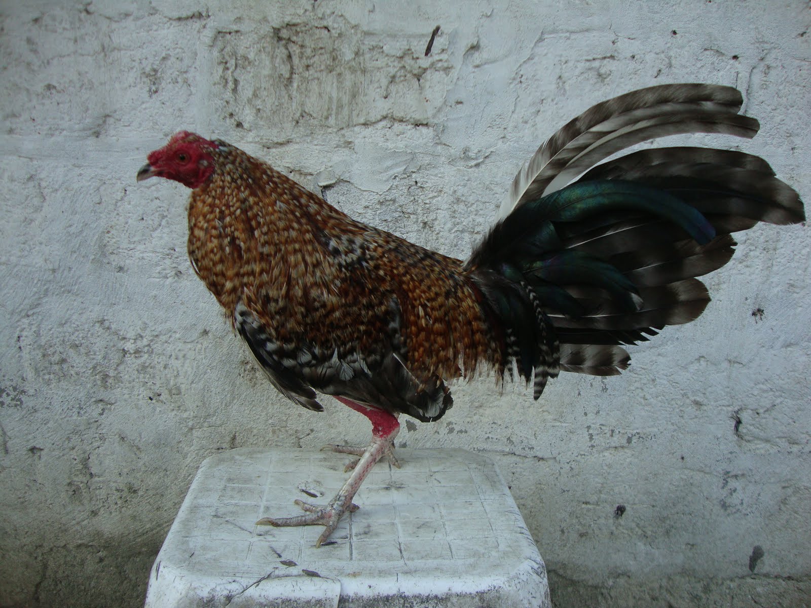Granjas De Gallos De Pelea En California