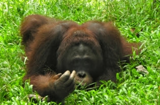 orangutan kalimantan