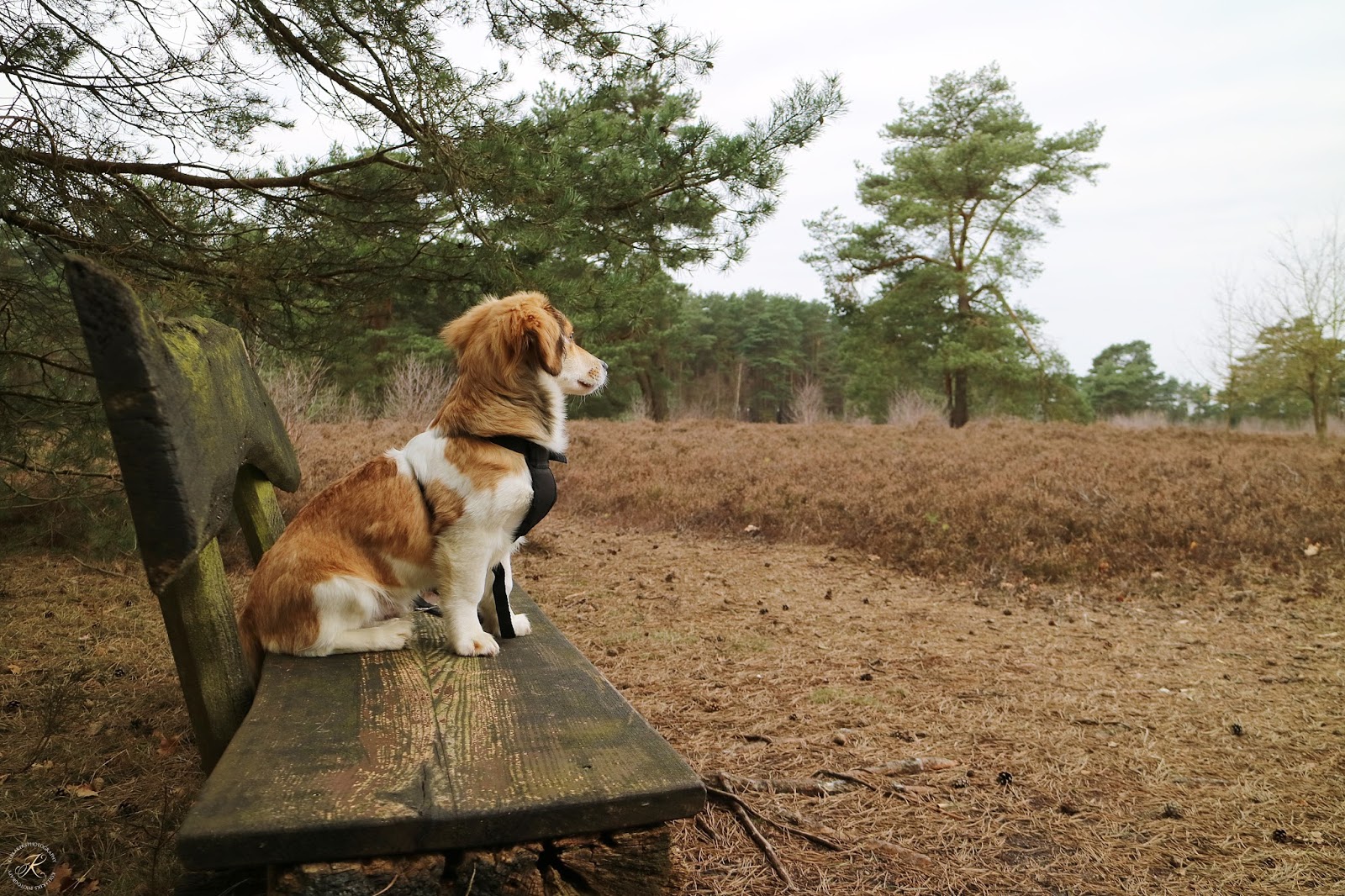 Auf den Hund gekommen // Unser neues Familienmitglied Kullakeks