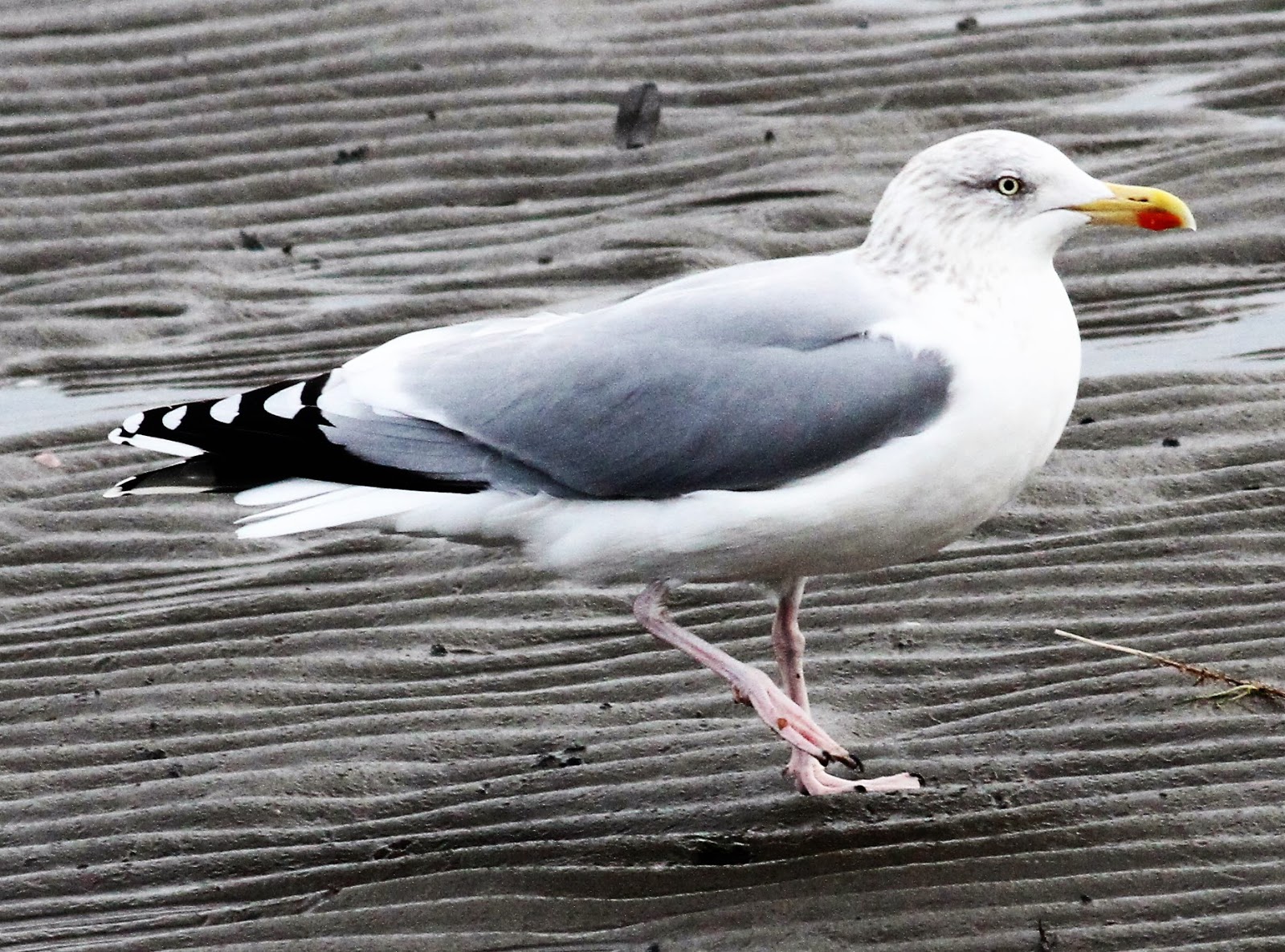 Paul's US Birding Blog Ringbilled Gull in Blackrock 31st Dec