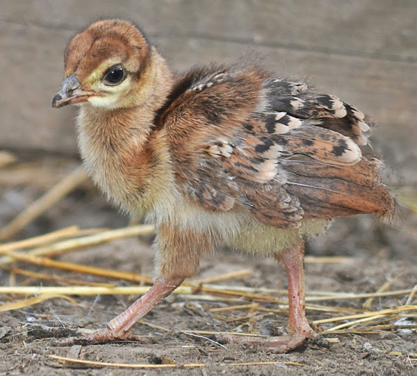 Raising Laying Hens and Pullets