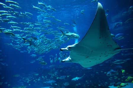 manta ray