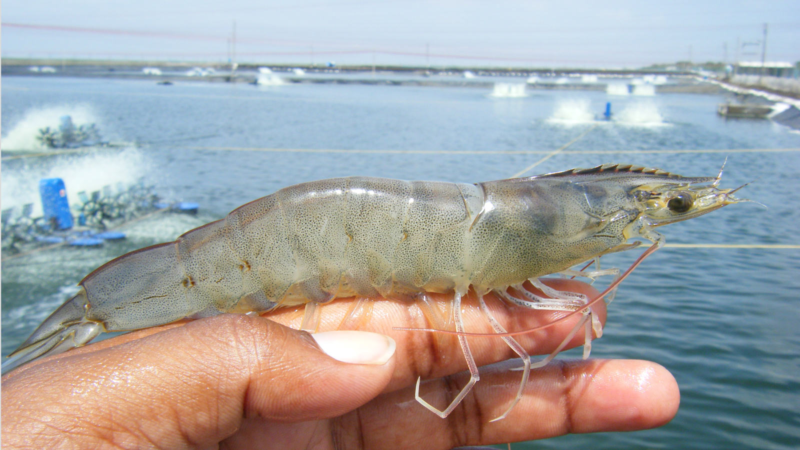 About Vannamei Shrimp Fact Need to Understand Vannamei White Shrimps