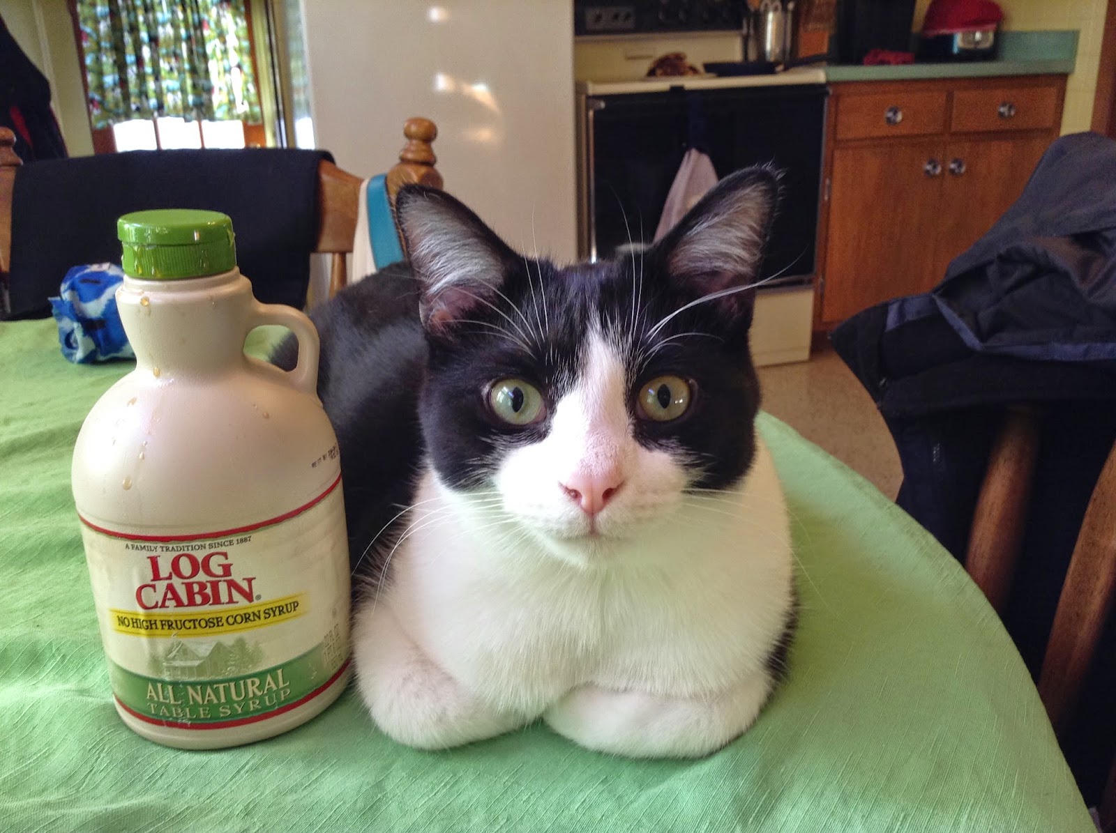 It's all about the cats! Syrup kitty