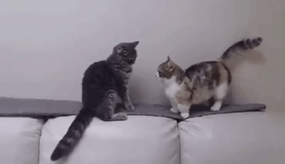 Funny cats - part 216, cute cat gifs, adorable cat gifs, best cat gif
