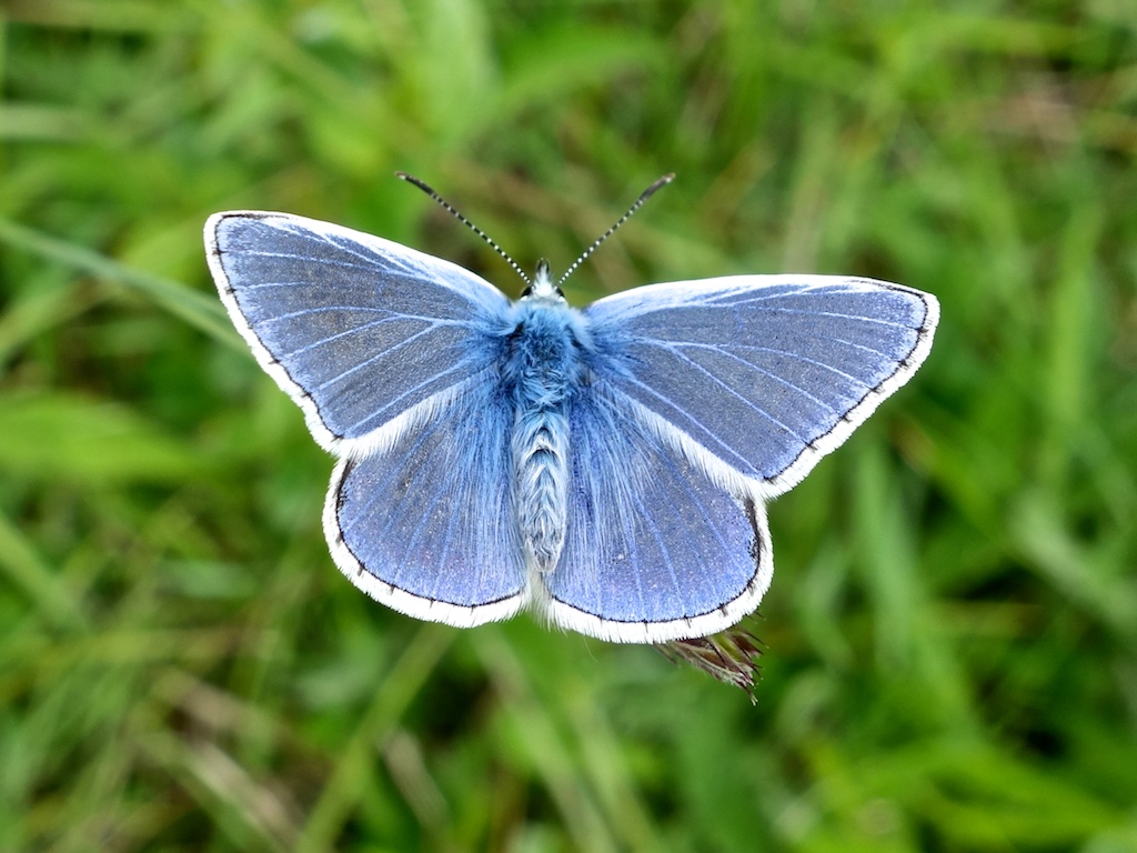 Roy's Nature Logbook Common Blue Butterfly
