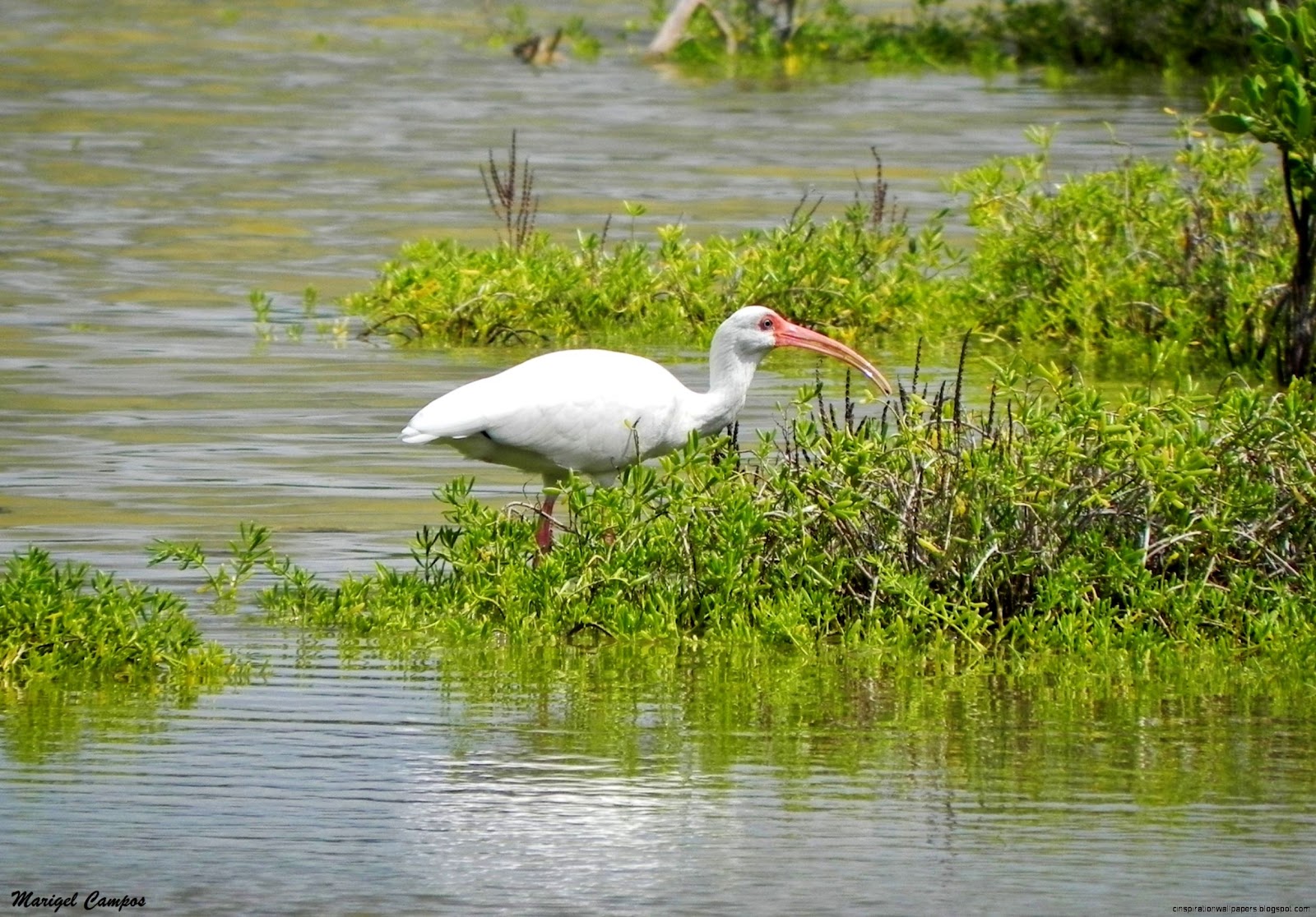 American White Ibis Eudocimus Albus