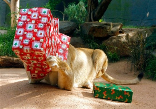 Funny Christmas Animals Pictures/Images 2012