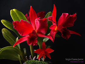 Orquídeas no Apê: Orquídeas vermelhas