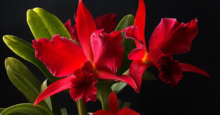 Orquídeas no Apê: Orquídeas vermelhas