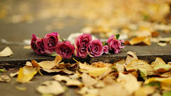 flower autumn nature flowers wallpapers fb fall desktop roses lovely backgrounds background quotes inspirational landscape mist sunlight snowy peak oregon